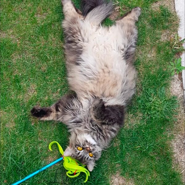 Jill, Maine Coon gris allongé dans l'herbe
