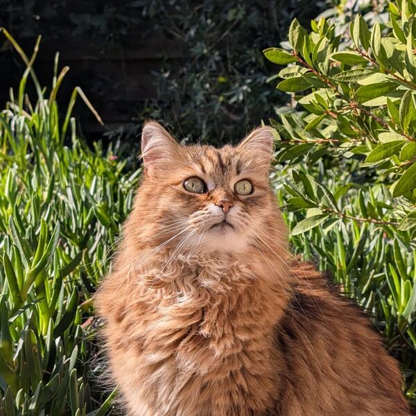 Luna, chat long poils roux dans la verdure