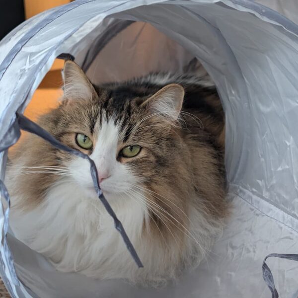Mogi, chat long poils tigré et blanc