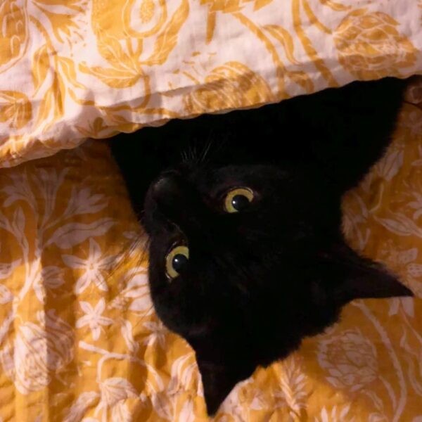 Nixon, chat noir curieux sous sa couette