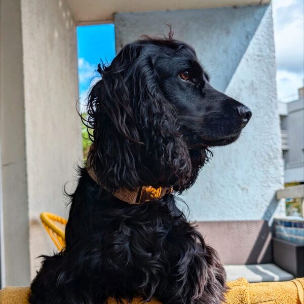 Vakao, cocker épagneul noir